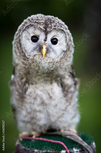 Board z aluminiowym obramowaniem Bliska baby tawny owl (strix aluco)