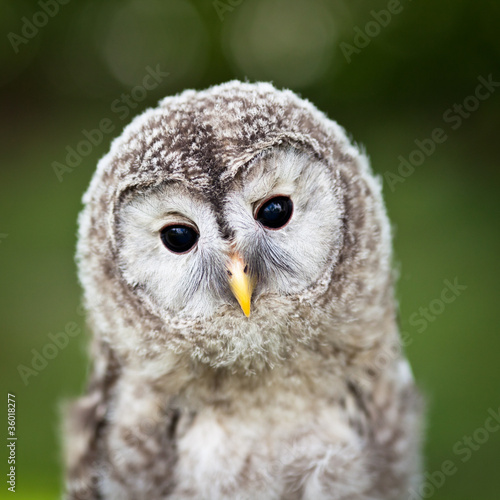 zamknij-sie-z-dzieckiem-tawny-owl-strix-aluco