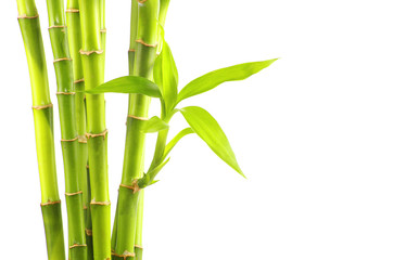  bambus