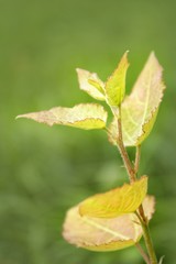 Wall Mural - young leaves