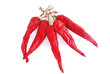 Dried Red Chilli Peppers on white background