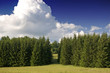 West European forest, classical landscape