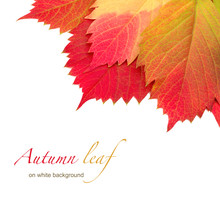 Autumn Leaf On White Background