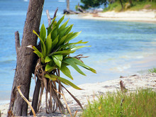 Epiphyte Bromeliad Plant On The Beach With The Caribbean Sea In Background