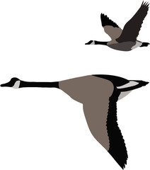 canadian geese