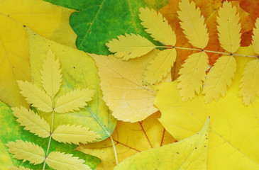 Wall Mural - autumn leaves