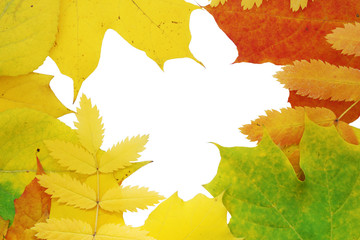 Wall Mural - Background with an autumn leaves
