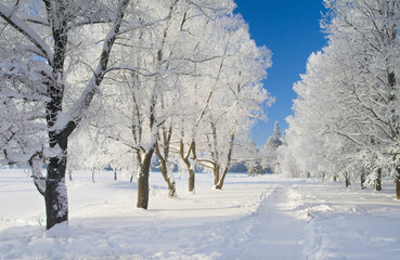 Aufkleber - winter park