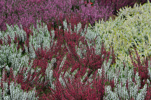 Plakat na papierze fotorealistycznym Kolorowy krajobraz heath