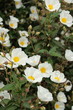 © arenysam - Ciste à feuille de laurier (Cistus laurifolius)