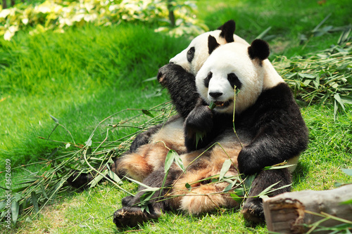 Board z aluminiowym obramowaniem Panda