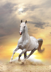 Wall Mural - white horse in sunset