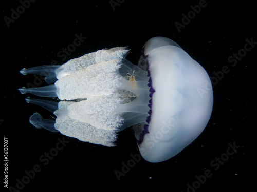 Tapeta ścienna Rhizostoma pulmo meduza