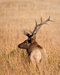 Sticker - Bull Elk