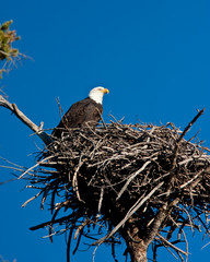 Bald Eagle