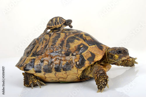 Tortue Herman Et Bebe Tortue Sur Le Dos Stock Photo Adobe Stock Tortue Herman Et Bebe Tortue Sur Le Dos Stock Photo Adobe Stock