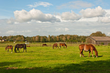 Grazing Horses And An Old Barn