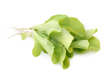 Wall Mural - Fresh lettuce