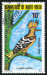 Poster - Hoopoe