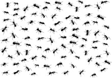 Background With Ant Silhouettes