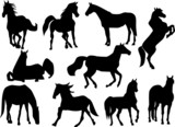 Fototapeta Konie - Horse silhouettes collection