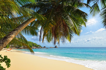 Wall Mural - Palm over tropical beach