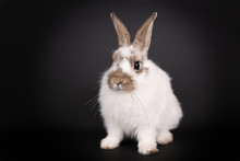 White Bunny In Front Of A Black Background