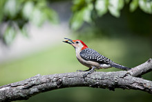Beautiful Colorful Red Bellied Woodpecker