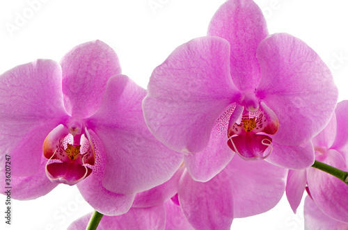 rozowe-orchidee