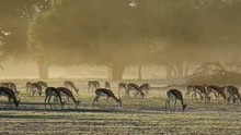 Springbok Antelopes Grazing In Early Morning Light, Kalahari