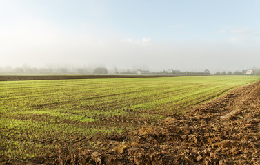 Wall Mural - Morning above land.