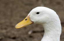 White Aylesbury Or Farm Duck