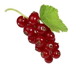 Wall Mural - Redcurrant