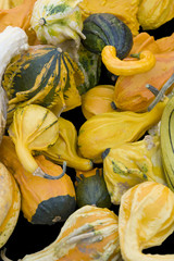 Wall Mural - lots of various curcurbits