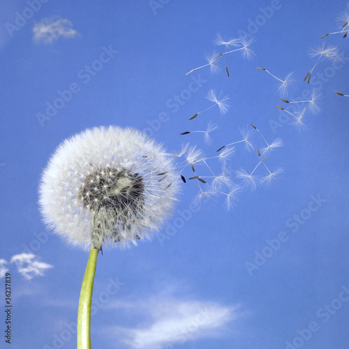 Naklejka dekoracyjna dandelion blowball and flying seeds