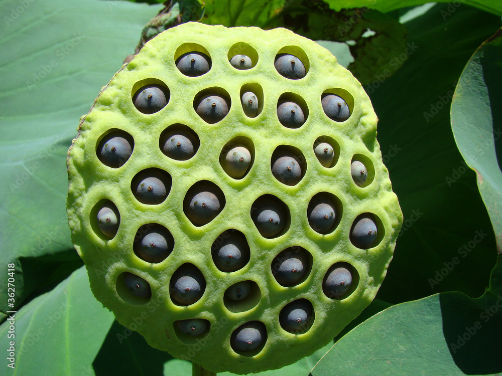 蓮の花托 の Stock フォト | Adobe Stock