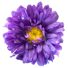 Aster Flower After The Rain Isolated
