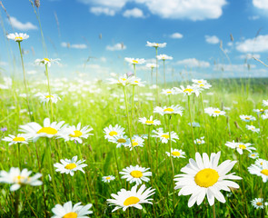 Wall Mural - field of summer flowers