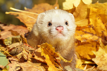 Canvas Print - Ferret in yellow autumn leaves