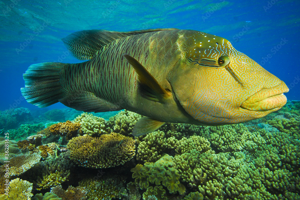 ナポレオンフィッシュの幼魚 Stock-foto | Adobe Stock