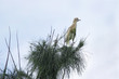 A beautiful Heron on a tree