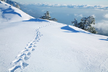 Wall Mural - footprints in the snow