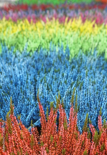 Obraz na płótnie canvas czteroczęściowy "tetraptyk" Calluna vulgaris - heather