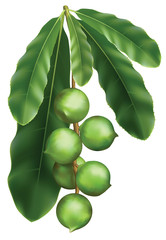 Wall Mural - Leaves and fruits of Macadamia.