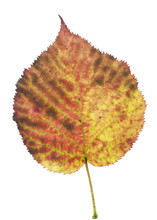 Texture  Of An Isolated Autumn Blackberry Leaf