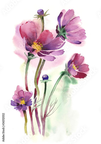 Naklejka nad blat kuchenny Watercolor -Cosmos flowers-