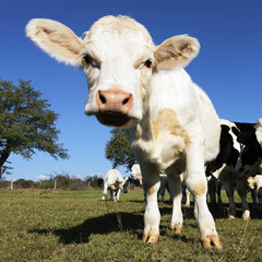 Wall Mural - calf square