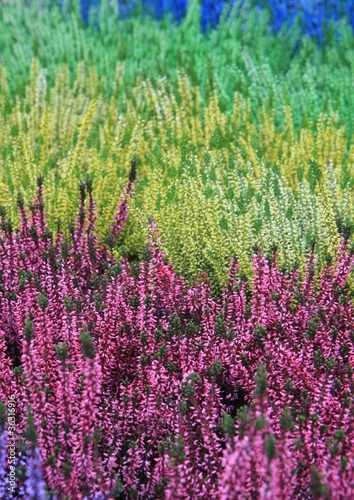 Obraz na płótnie canvas trzyczęściowy "tryptyk" Wielokolorowe wrzosy Calluna