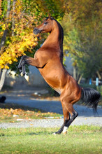Arabian Horse Rearing Up On Golden Autumn Background