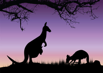 Wall Mural - two kangaroos